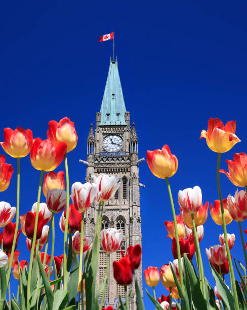 istock Canadian Parliament Tower surrounded by multicolor tulips in spring 1490518005