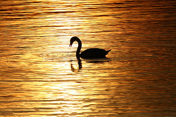 Swan - fotografia de stock