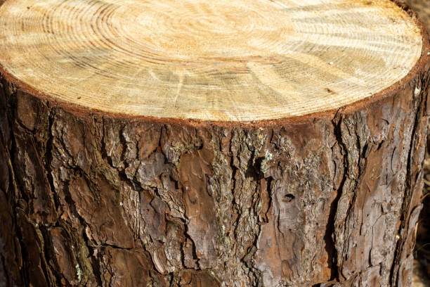 istock Pine Tree wood stumps on ground after being cut 1490519414
