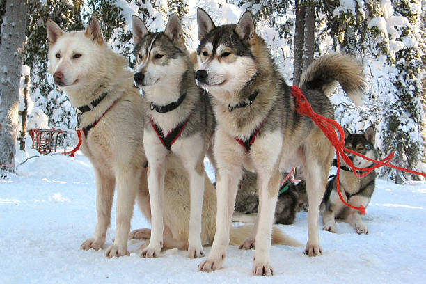 istock Sled dogs (huskies) in Lapland/Finland 149051947
