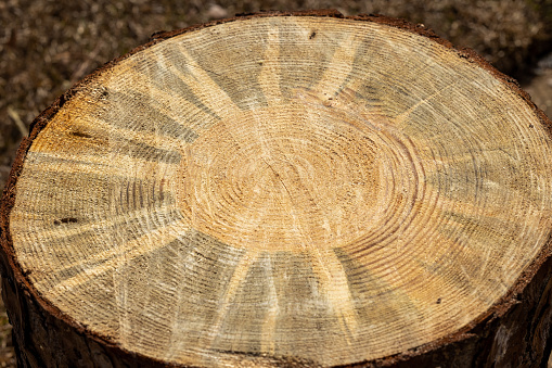 Tree rings on end of cut pine tree.