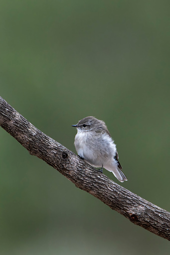 Tiny Jacky Winter bird perched in a tree