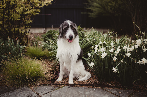 Black and white dog with wiry fur sitting by flowers