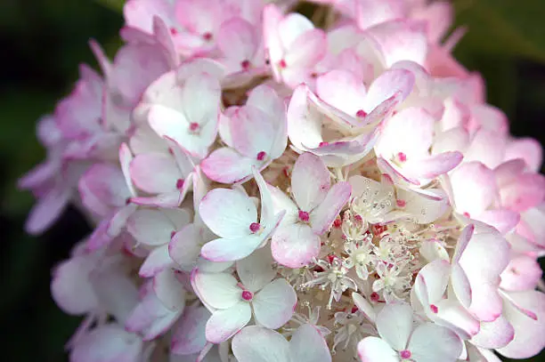 Lilac-flower
