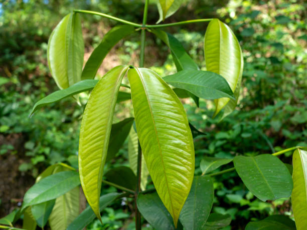 istock Manggis (Garcinia mangostana L.) green leaves in the garden 1490522453