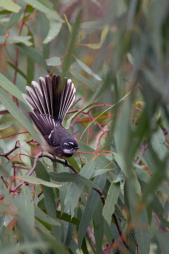 Grey Fantail perched on a small branch