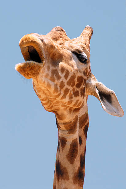 istock Portrait of giraffe 149052395