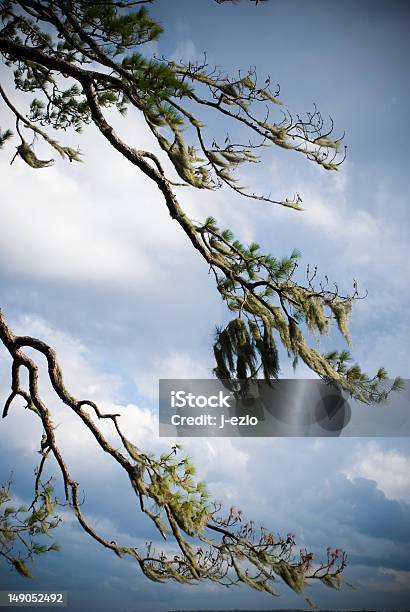 Árbol Con Musgo Español Y Encroaching Storm Foto de stock y más banco de imágenes de Aire libre - Aire libre, Azul, Blanco - Color