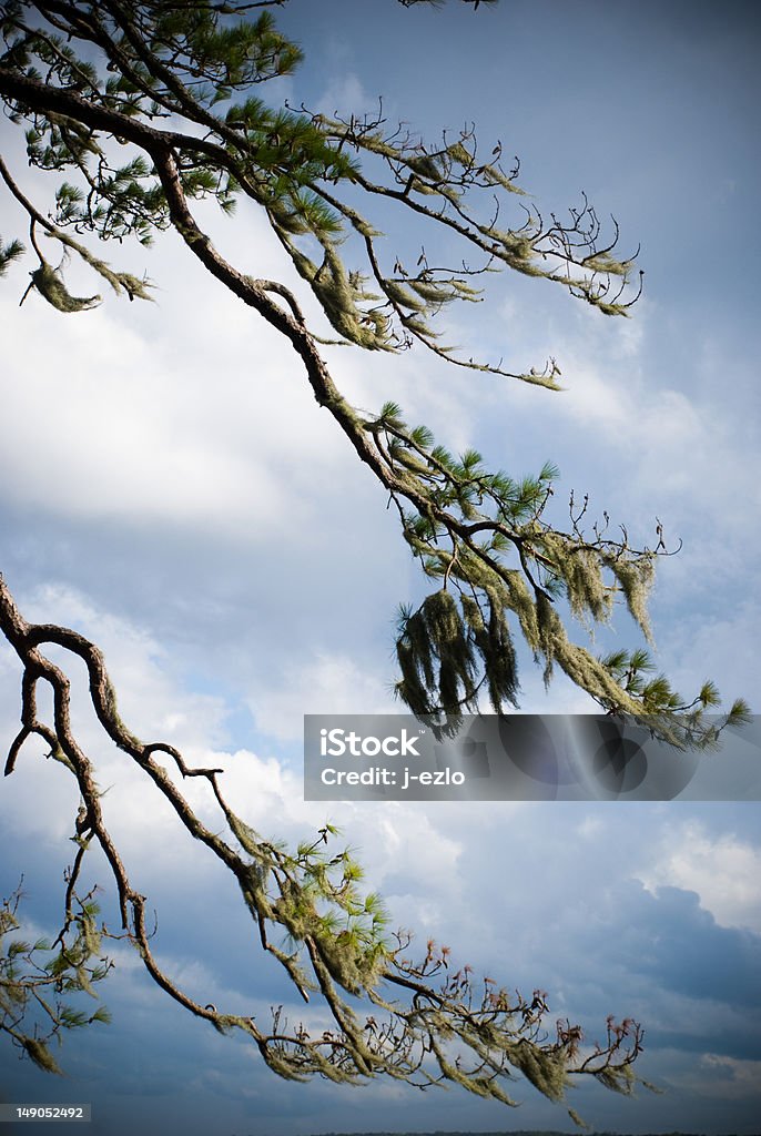 Дерево с Испанский мох и посягательству Storm - Стоковые фото Ёлочная ветка роялти-фри