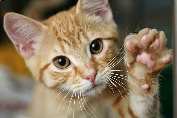 Kitten with his paw up Homeless animals series animal foot photos stock pictures, royalty-free photos & images