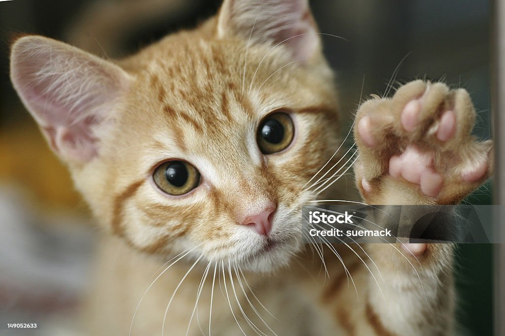 Kitten with his paw up - Royalty-free Evcil Kedi Stok görsel