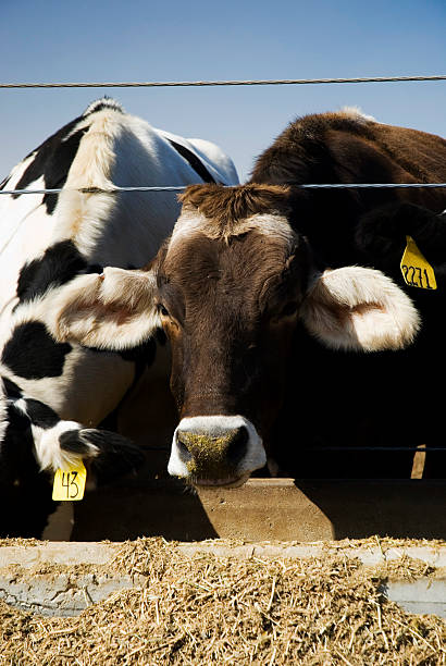 alimentação de vacas - herford imagens e fotografias de stock