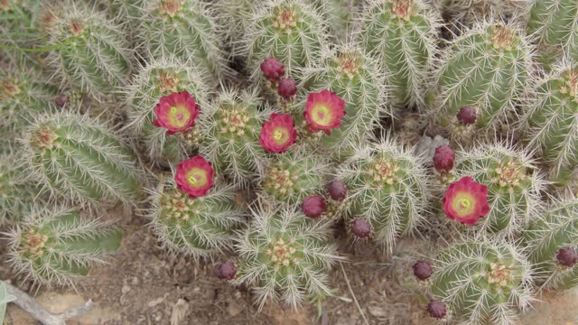 Sedona Arizona Desert Flora