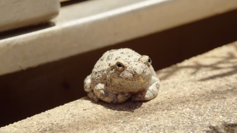 Canyon Tree Frog