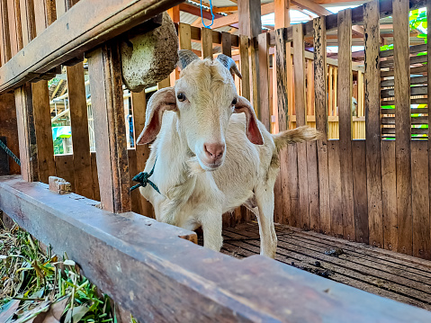 A white goat in a wooden cage to be fed, looking at the camera