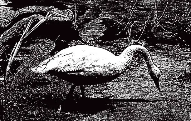 Vector illustration of Trumpeter Swan