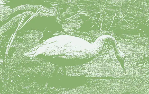 Vector illustration of Trumpeter Swan