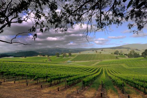 istock Stormy day in the Vineyard 1490529208