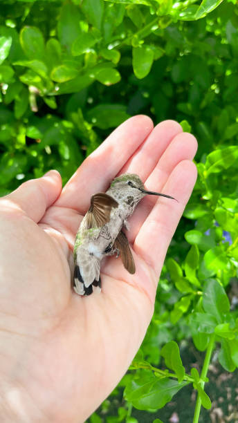 istock A hummingbird found dead in a woman’s hand 1490529824