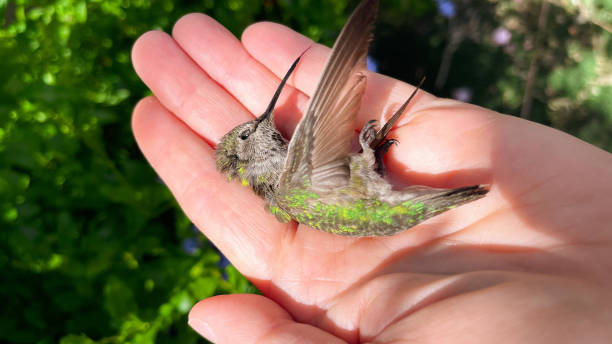 istock A hummingbird found dead in a woman’s hand 1490529828