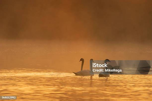 Tre Cigni Incandescente In Una Nebbia Di Mattina - Fotografie stock e altre immagini di Acqua - Acqua, Alba - Crepuscolo, Ambientazione esterna