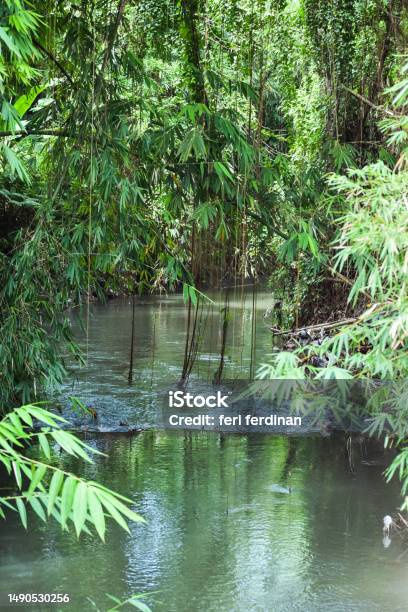 Bamboo Inriver A River That Flows Between Bamboo Forests A River Within A Forest Full ...