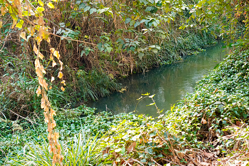 The picture shows the water in the canal being overgrown with weeds and water hyacinths, constricting the canal as an environmental problem.