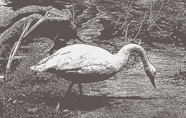 Vector illustration of Trumpeter Swan