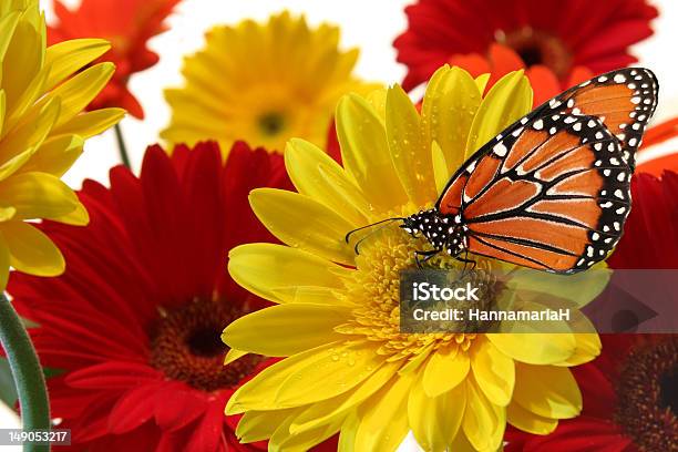 Foto de Borboleta E Margaridas e mais fotos de stock de Adulto - Adulto, Alimentar, Amarelo