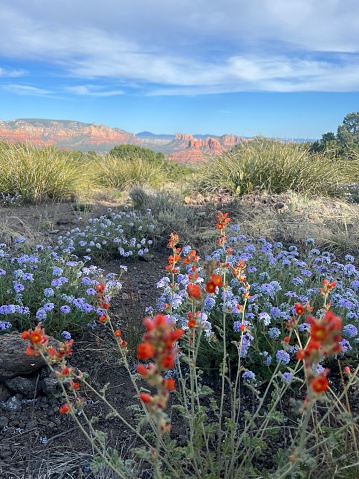WIld flowers bloom in Spring in the desert Southwestrn United States near Sedona Arizona, Phoenix Arizona,