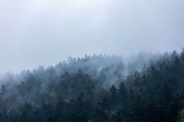 istock Picturesque view of a dense forest blanketed in a mysterious mist 1490533408