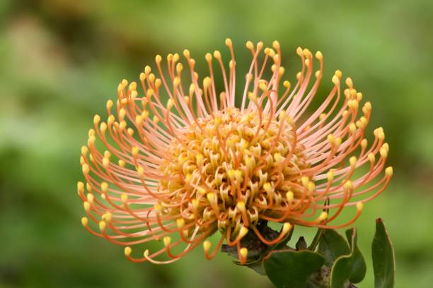 istock Pin cushion protea in Hawaii 1490533433