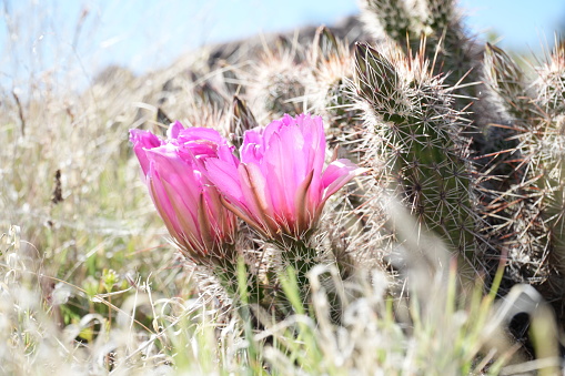 Echinopsis tubiflora is a rare flowering plant species endemic to Argentina. Echinopsis tubiflora is valued ornamentally