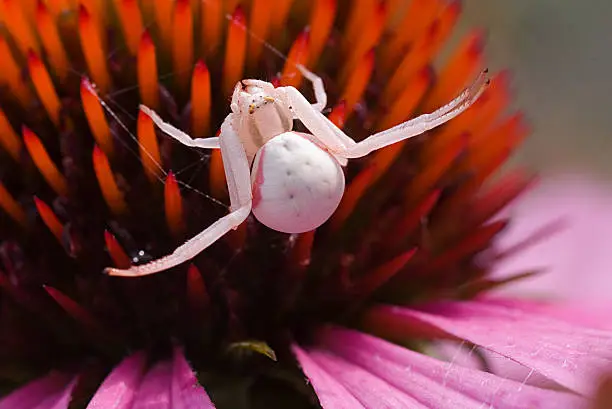 Other crab spider lurking on an Echinacea purpurea