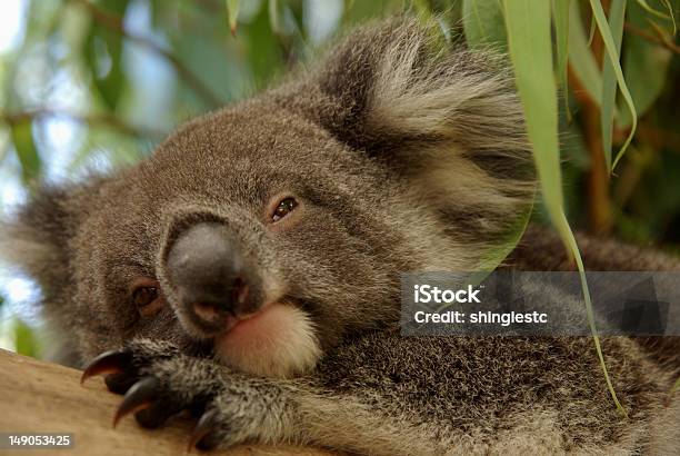 Sleepy Dziecka Koala - zdjęcia stockowe i więcej obrazów Australia - Australia, Bez ludzi, Dzikie zwierzęta