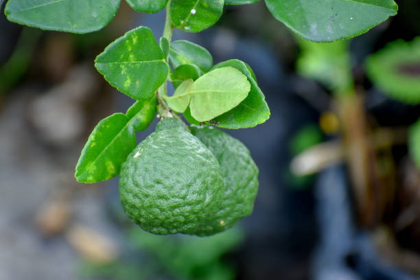 A lime fruit or whose scientific name is citrus amblycarpa, a fruit that belongs to the citrus group, but it has a very sour taste and a distinctive fragrance.