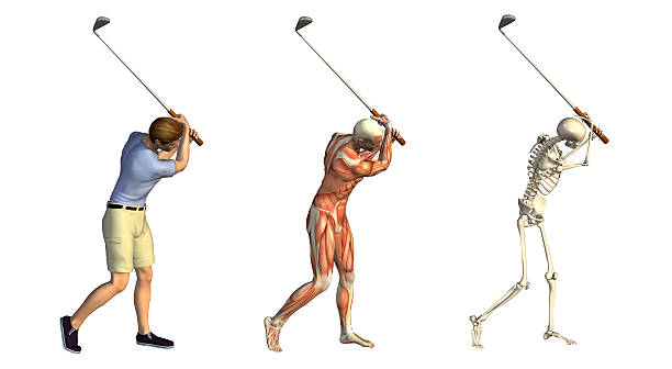 Anatomical Overlays: Golf Swing stock photo