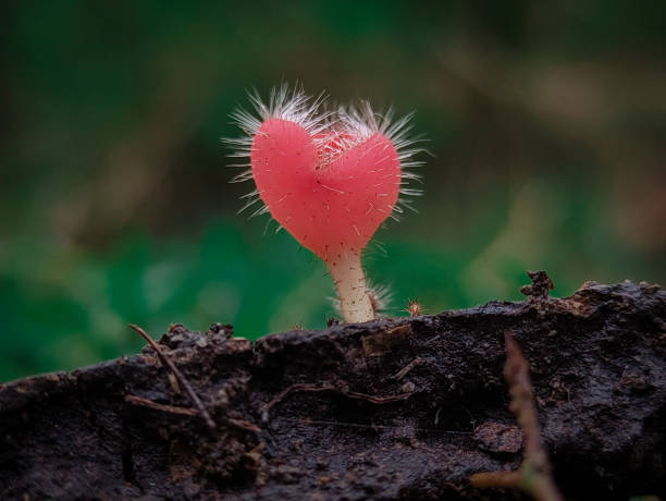 istock Cookeina tricholoma, also known by its common name bristly tropical cup. 1490534827