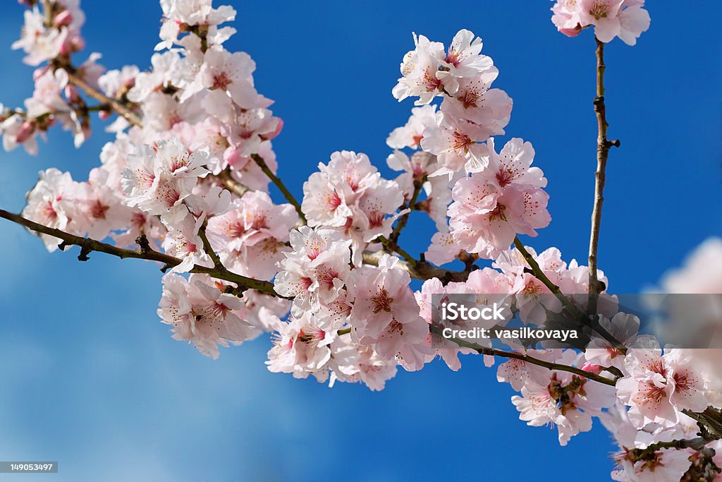 Amandiers en fleur de cerisier - Photo de Amandier libre de droits