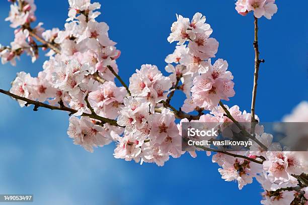 Photo libre de droit de Amandiers En Fleur De Cerisier banque d'images et plus d'images libres de droit de Amandier - Amandier, Amour, Arbre