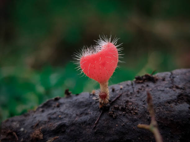 istock Cookeina tricholoma, also known by its common name bristly tropical cup. 1490534977