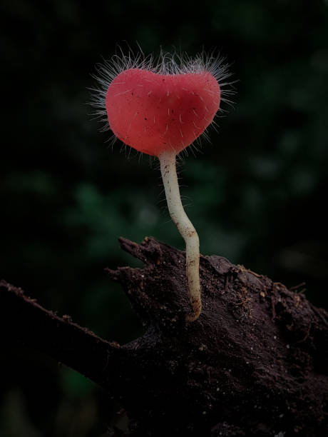 istock Cookeina tricholoma, also known by its common name bristly tropical cup. 1490535573