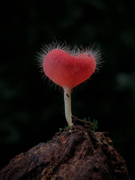 istock Cookeina tricholoma, also known by its common name bristly tropical cup. 1490535599