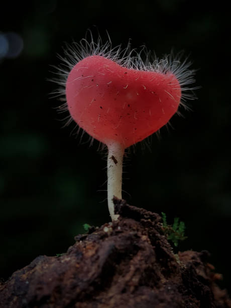 istock Cookeina tricholoma, also known by its common name bristly tropical cup. 1490535616