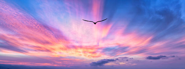 Bird Flying Sunset Inspiration Hope Banner stock photo