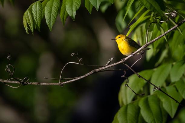 istock a bird sitting on a branch between the leaves of a tree 1490537470