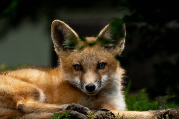 istock an orange fox resting on the ground in the grass looking at the camera 1490537488