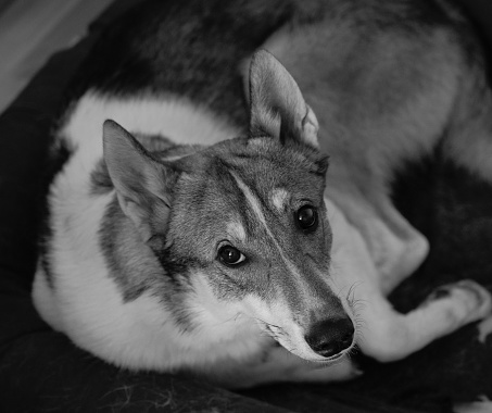 A West Siberian Laika sitting on the ground looking up in grayscale