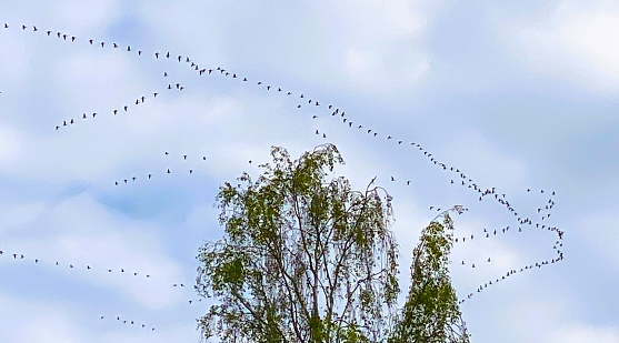 Migrating greylag geese