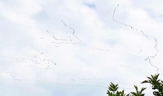 Migrating greylag geese